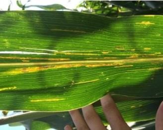 Keep An Eye Out For Bacterial Leaf Streak In Corn